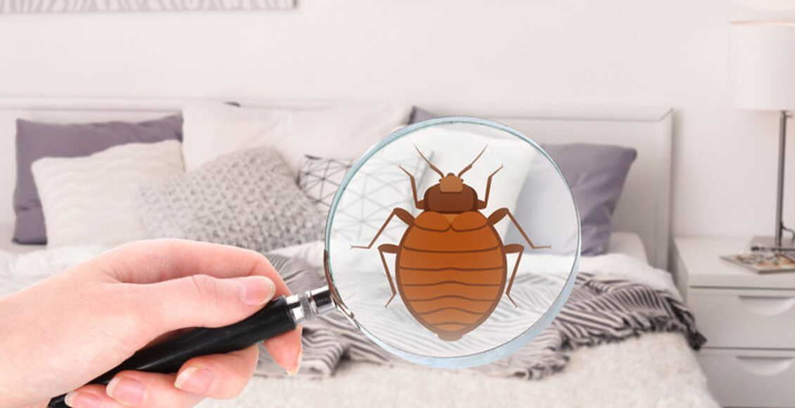 detecting Airbnb bed bugs