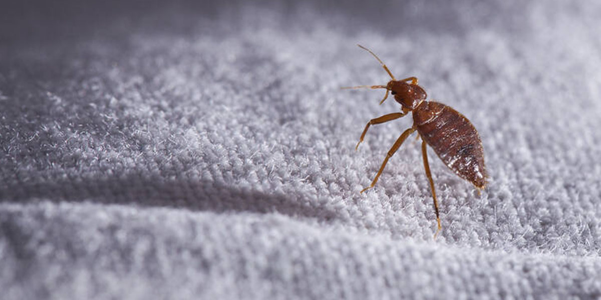 a bed bug on the bed sheets