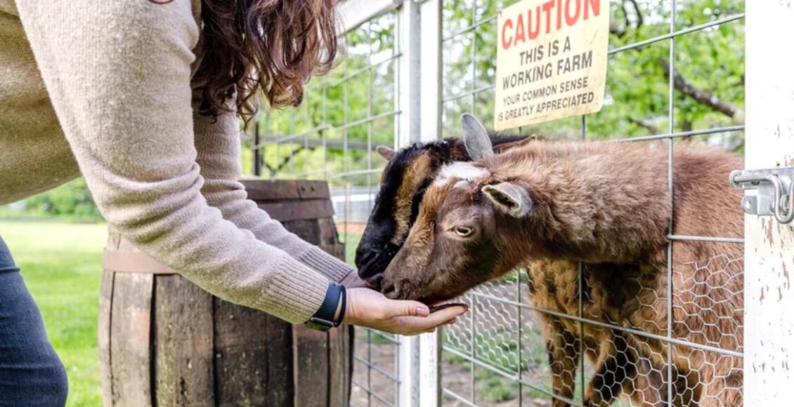 woman feeding two sheeps